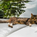 cat repellent