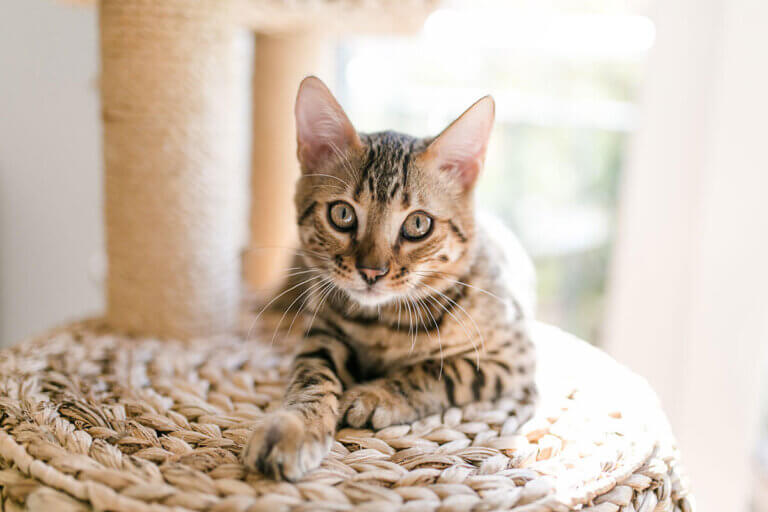 cat tree