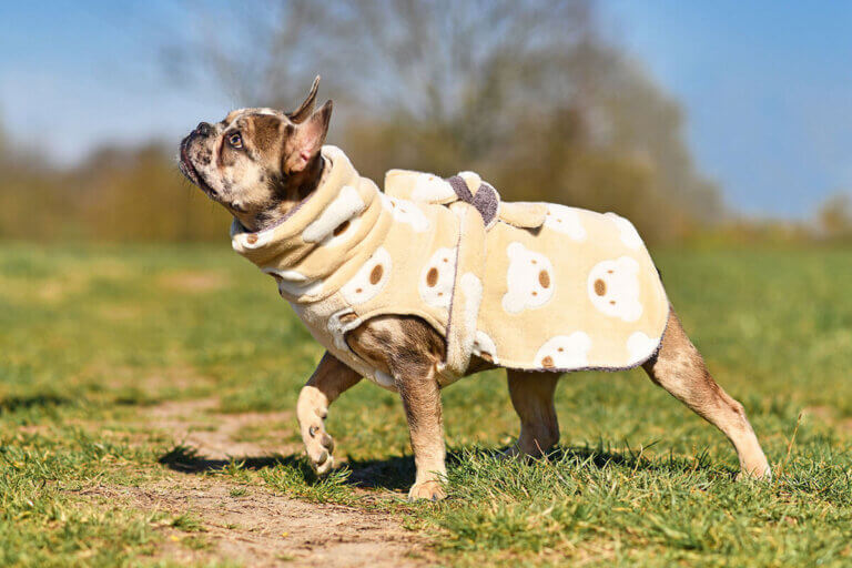 dog bathrobe