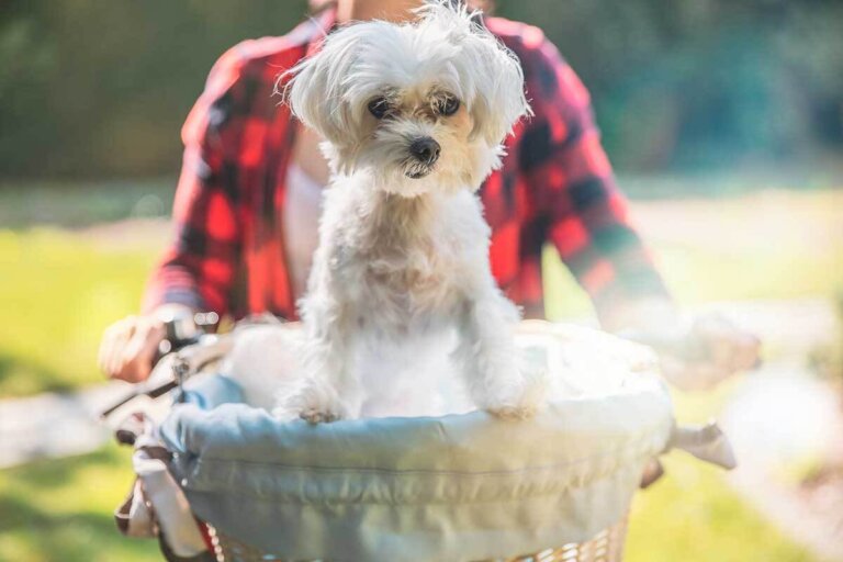 dog bike basket