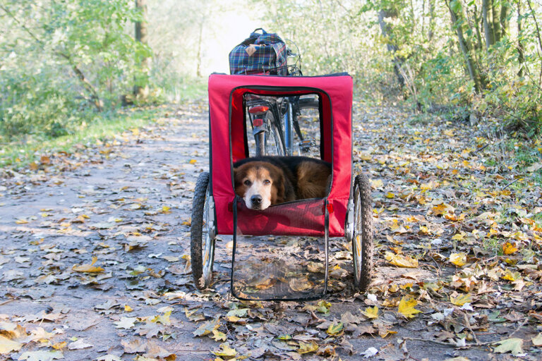 dog bike trailer