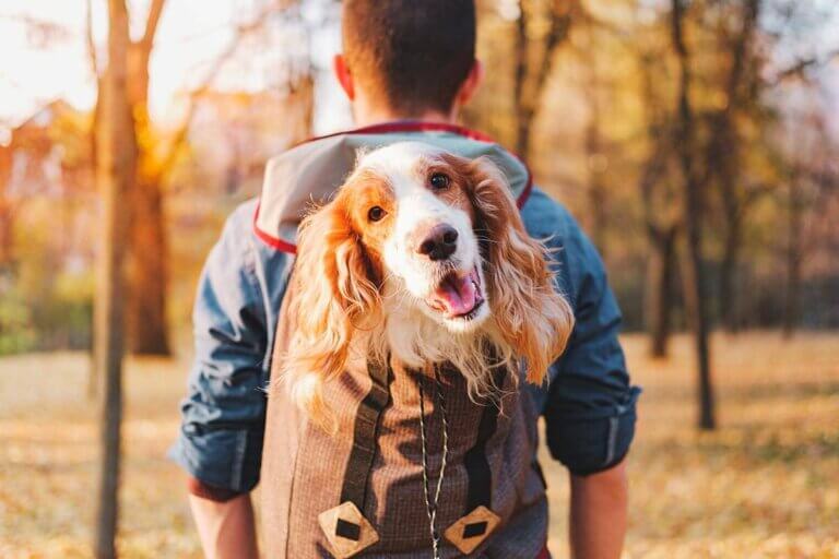 dog carrier backpack