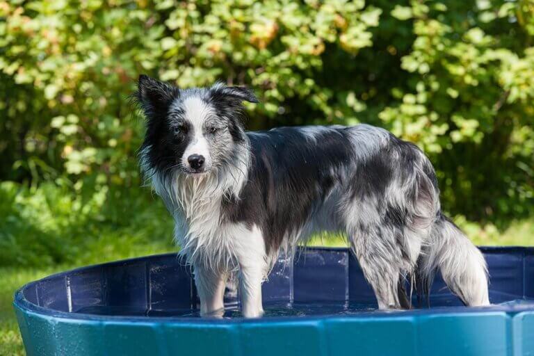 dog pool
