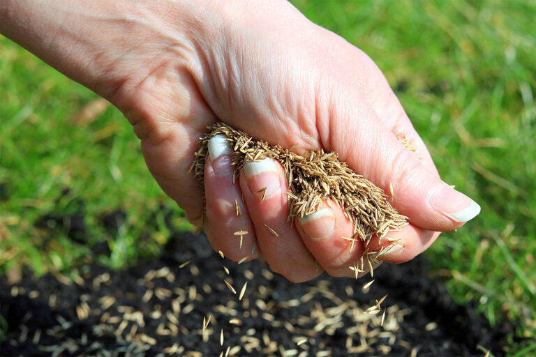 grass seed