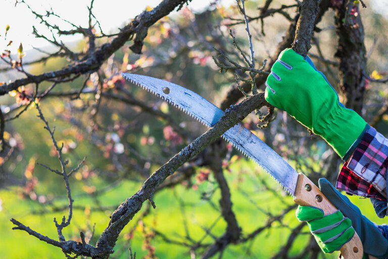 pruning saw