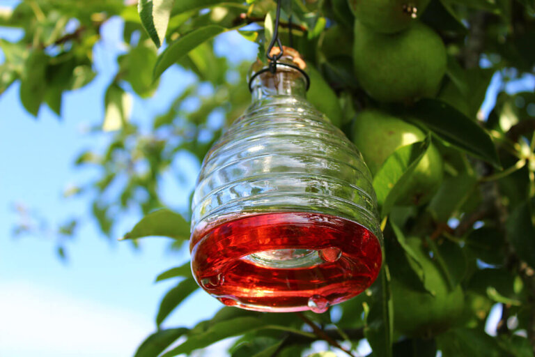 wasp trap